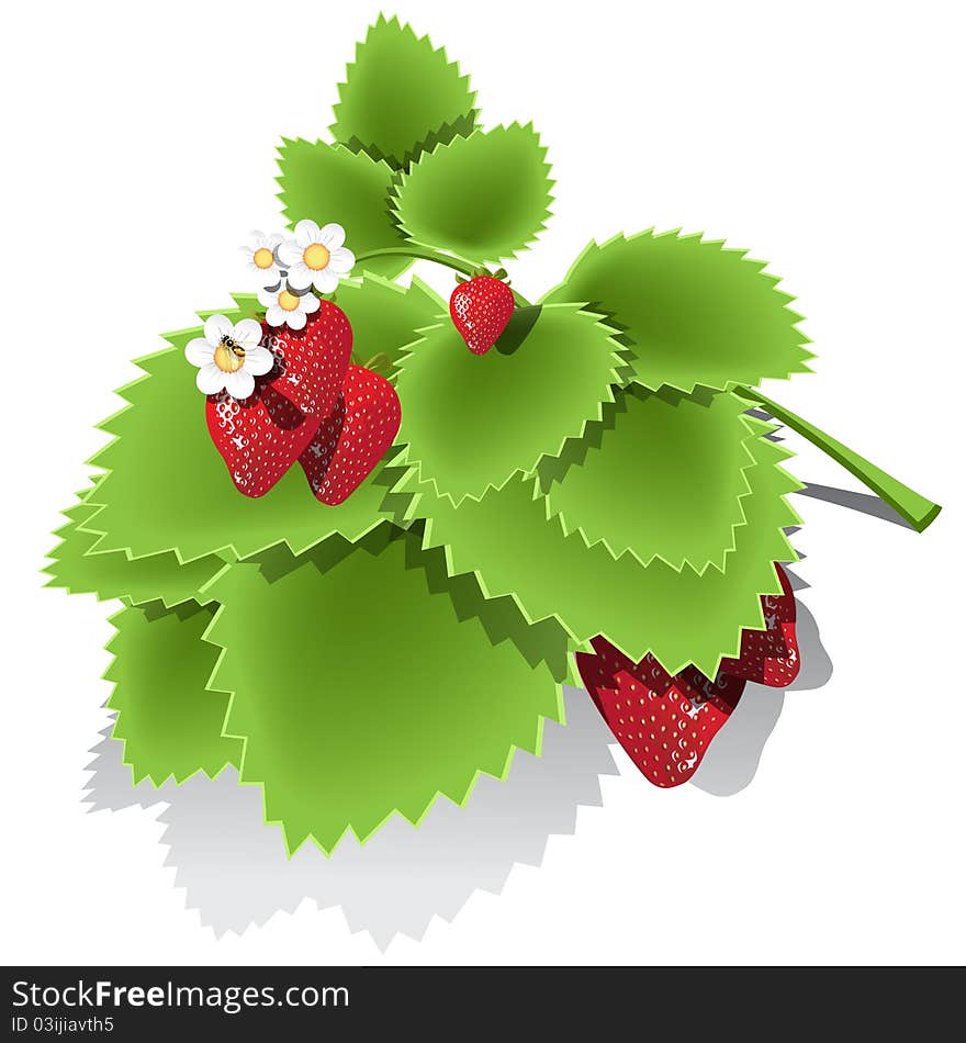 Illustration, red strawberry, white flower and bee