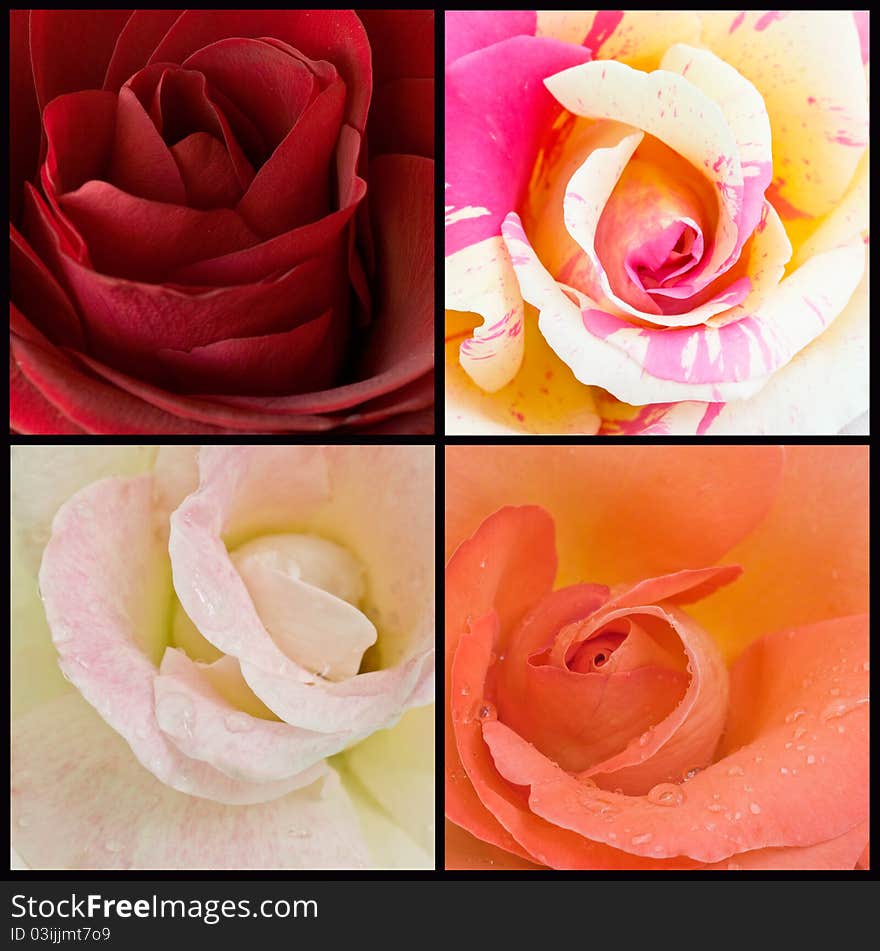 Beautiful and wet roses in the collage. Beautiful and wet roses in the collage