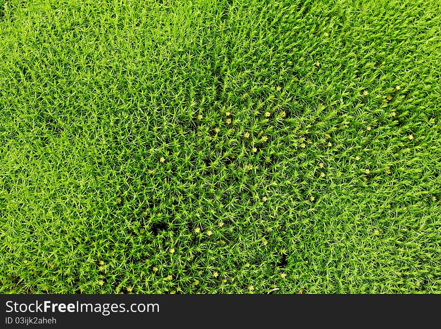 Green grass field yellow flower