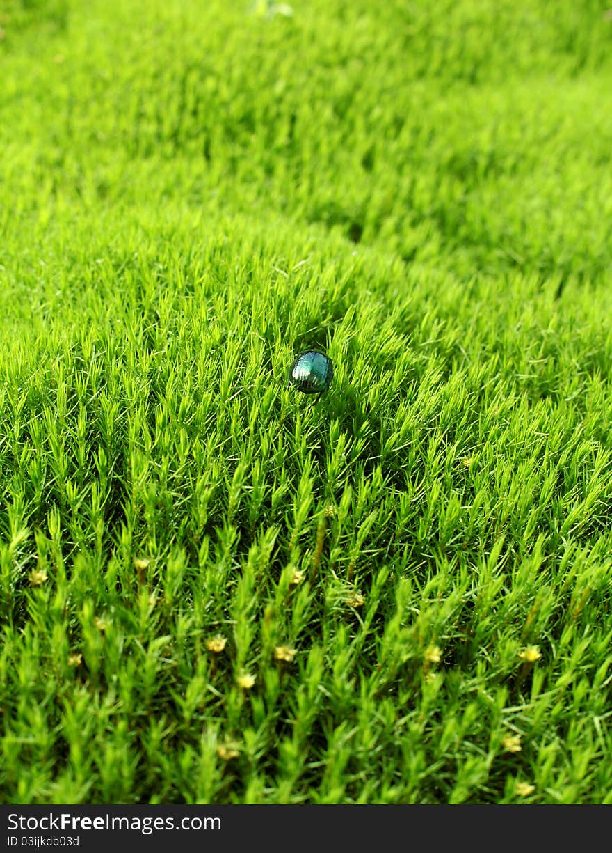 Green beetle on the field