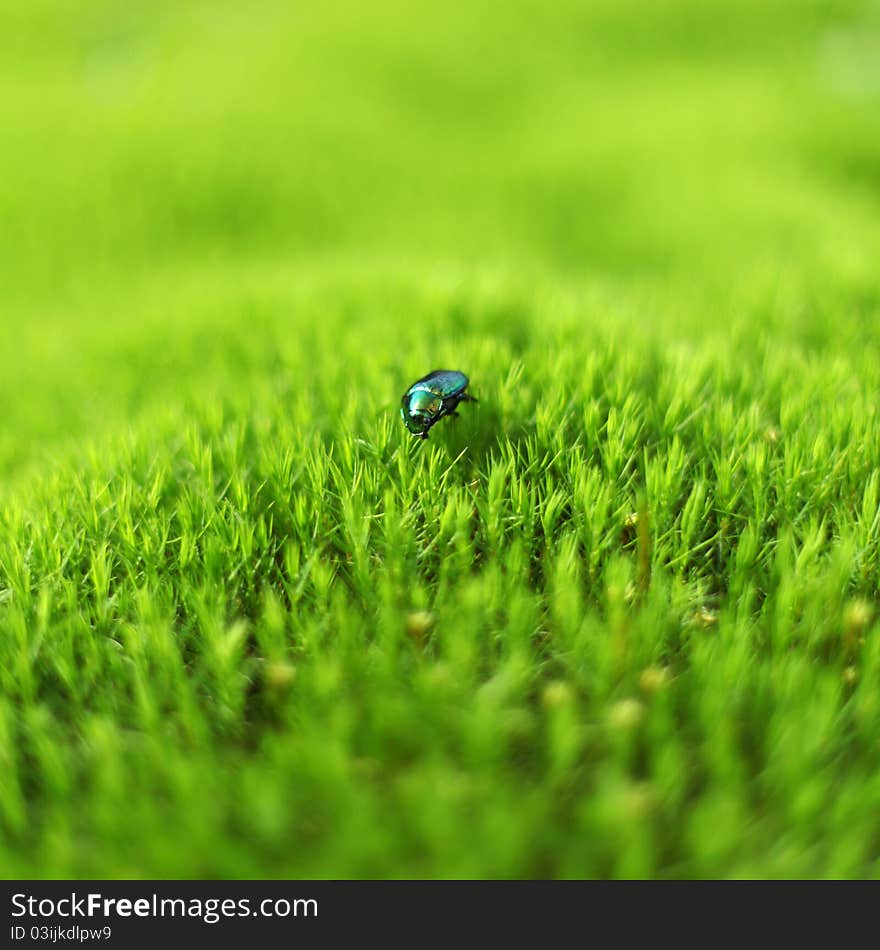 Green beetle on the green field