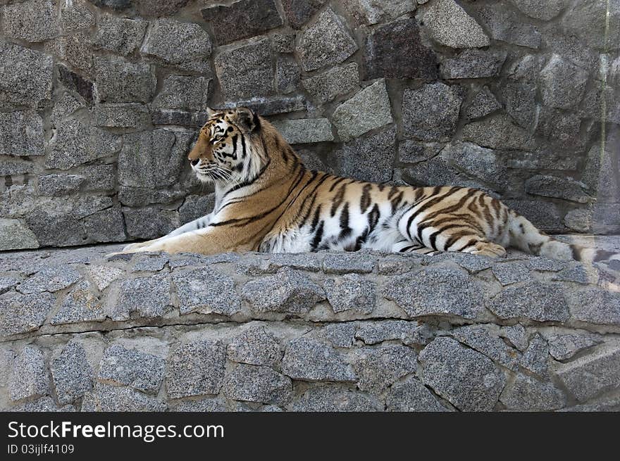 Portrait of the tiger easy lying against gray stones. Portrait of the tiger easy lying against gray stones