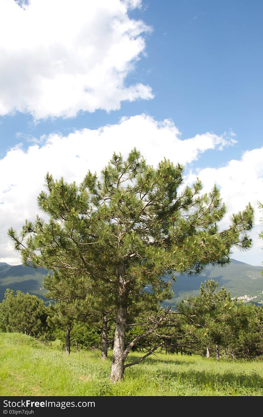 Landscape pine on a background of high mountains under the clouds. Landscape pine on a background of high mountains under the clouds