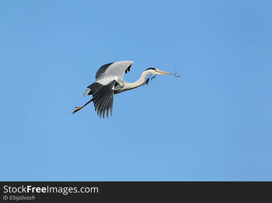 The hern was winging with a branch in its mouth in blue sky. Photo taken in spring 2011.