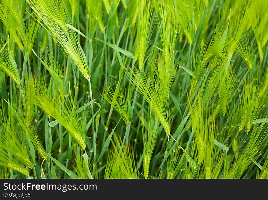 Wheat Field Closeup