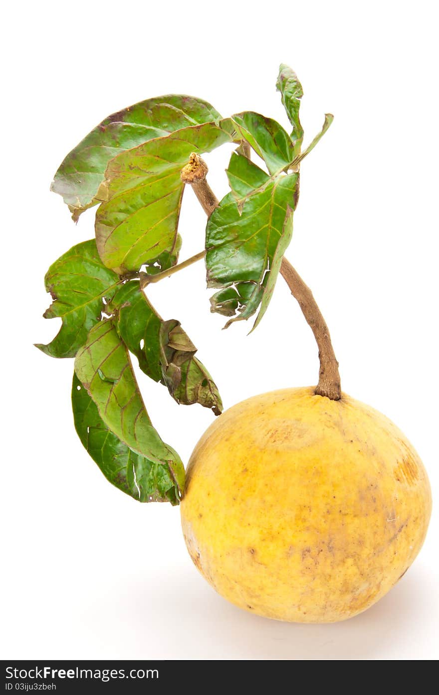 Santol is a tropical fruit in white background. Santol is a tropical fruit in white background