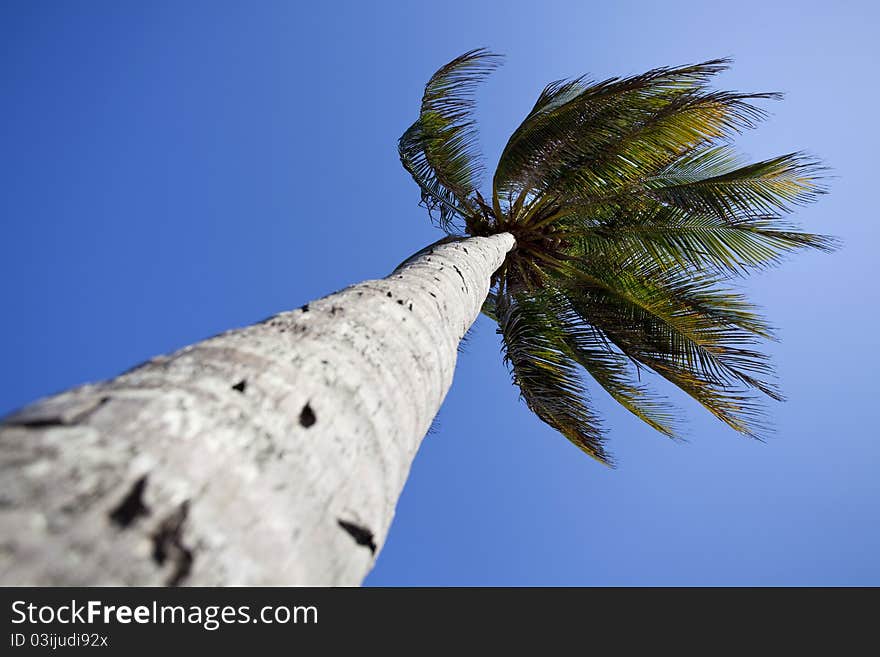 Palm tree, clear blue sky and breeze during summer day. Palm tree, clear blue sky and breeze during summer day