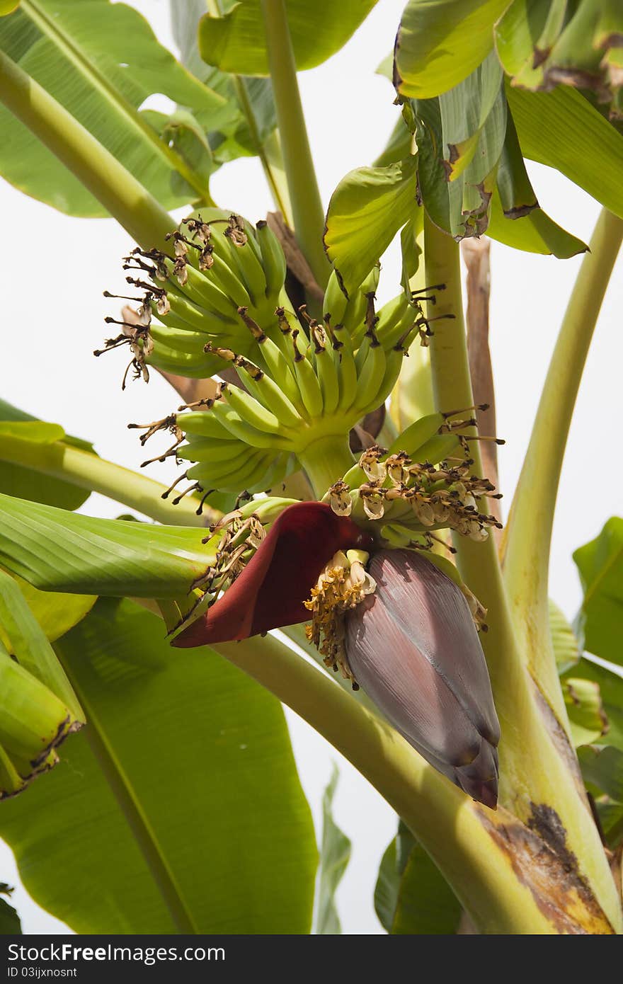 Fresh banana on white sky