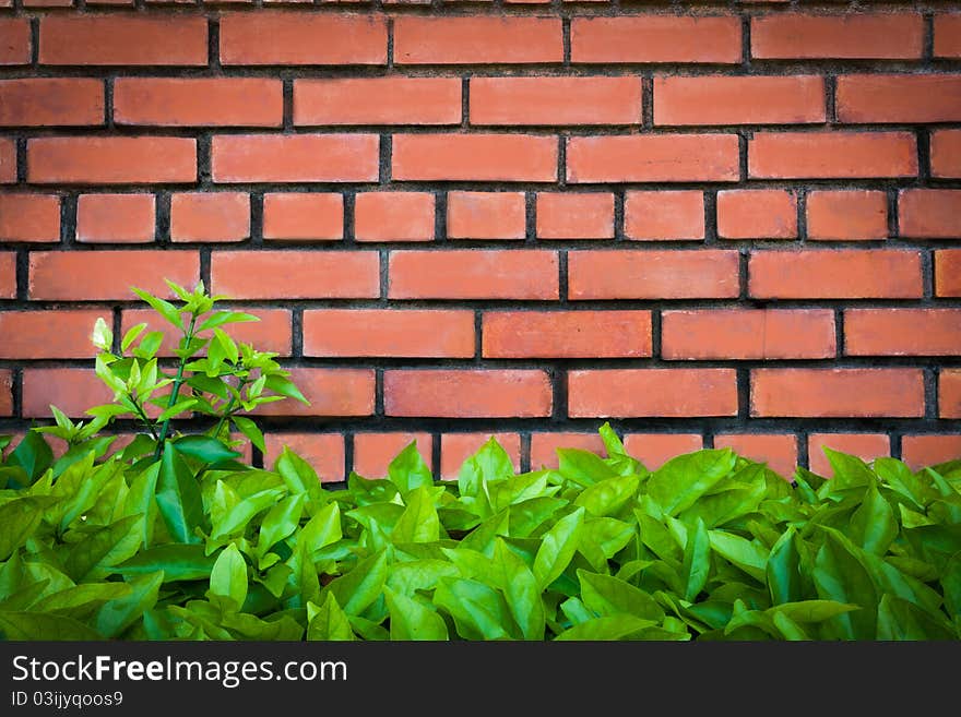 Brick and leaves for your background