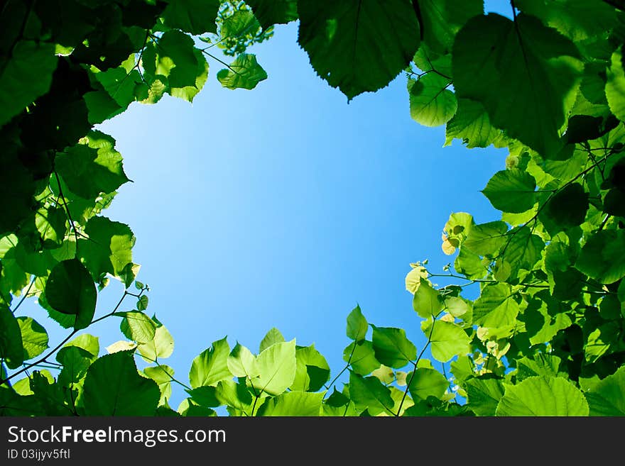 Leafs formatting a circle frame against the sky. Leafs formatting a circle frame against the sky