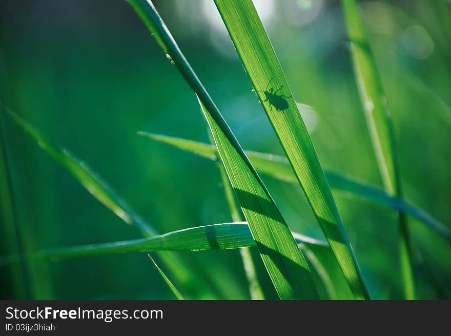 Silhouette  of a bug on a spring green grass. Silhouette  of a bug on a spring green grass