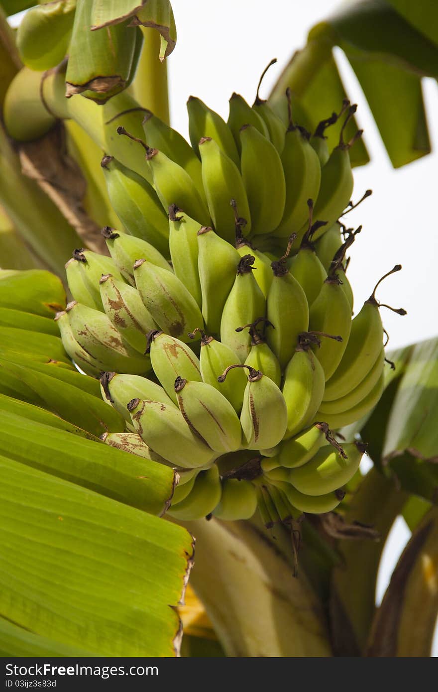 Fresh banana on white sky