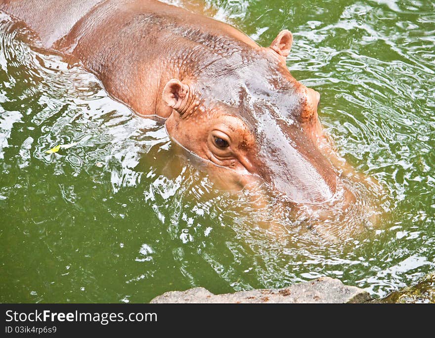 Cute of Hippopotamuses in the pond close up. Cute of Hippopotamuses in the pond close up