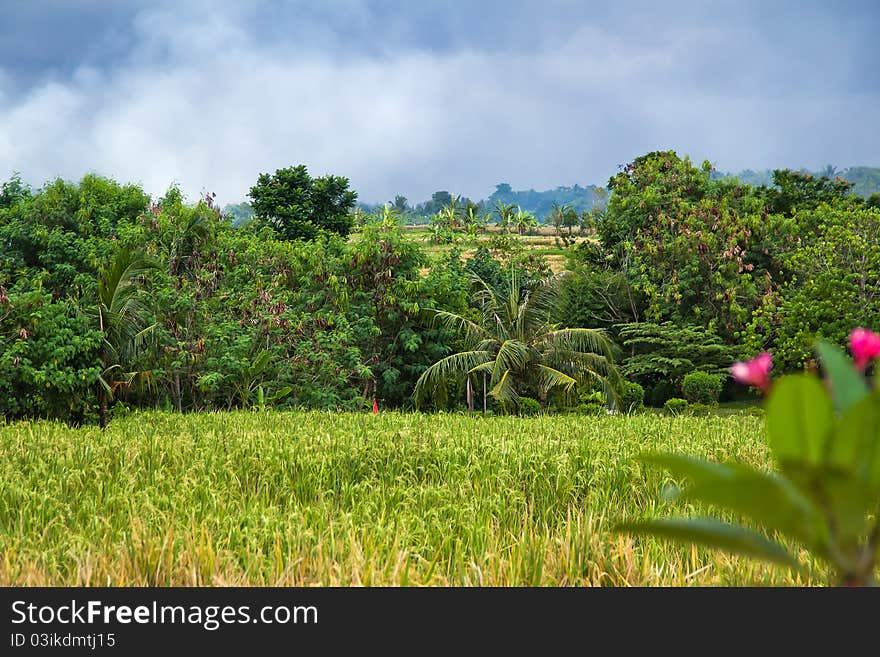 Beautiful green rice fields. Bali, Indonesia