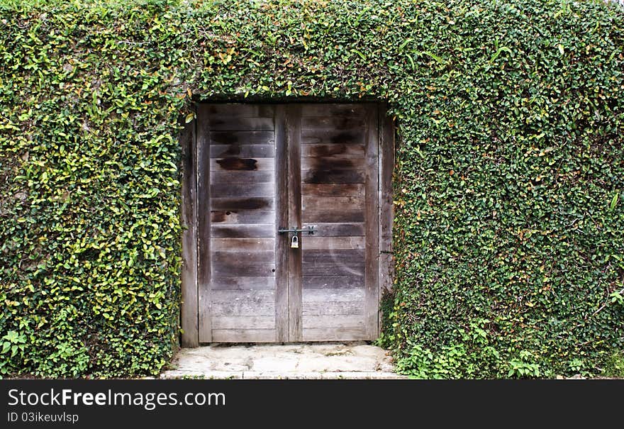 Ancient wood door with grass on wall