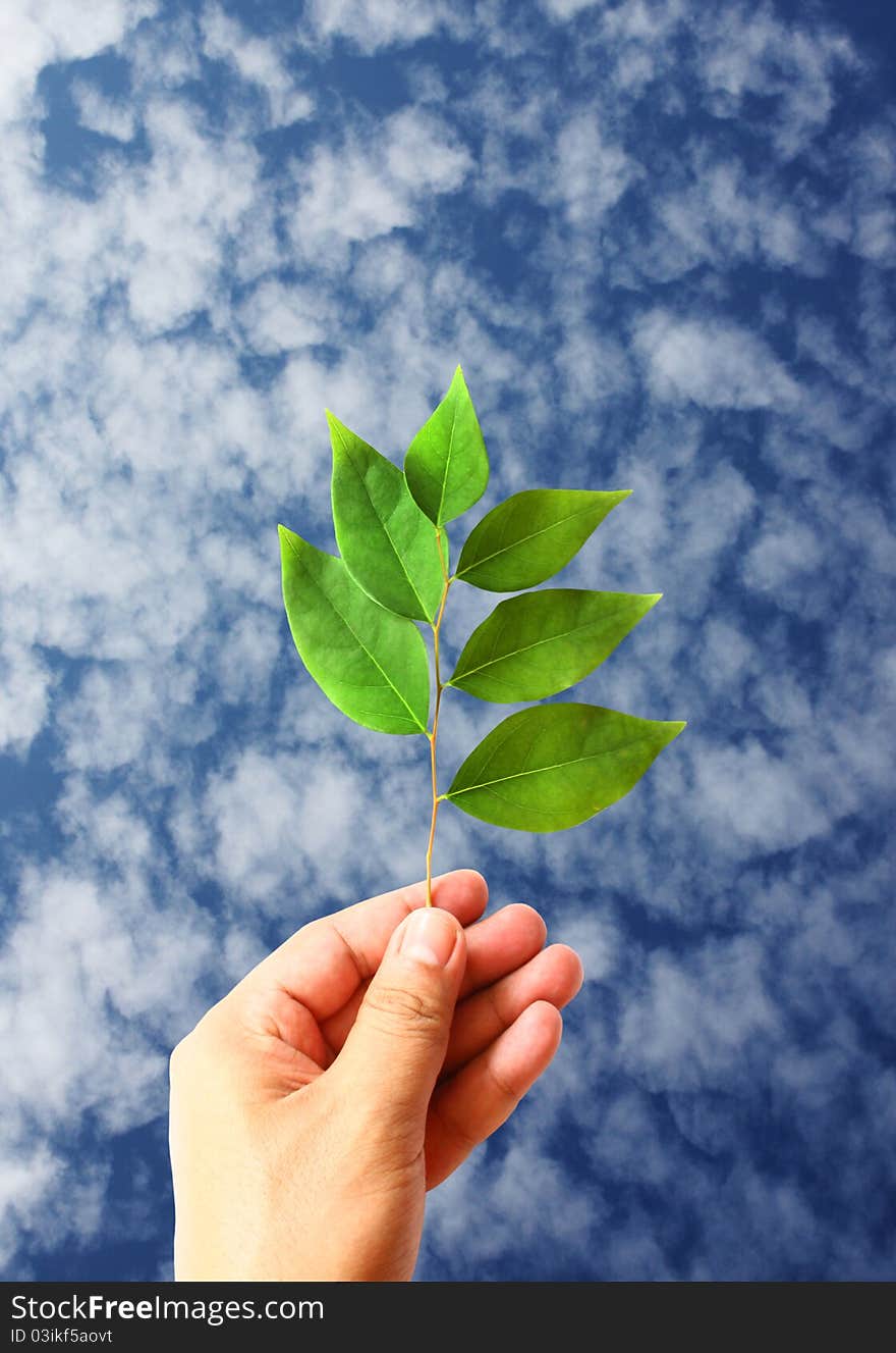 Green leaves in hand on sky background for green concept