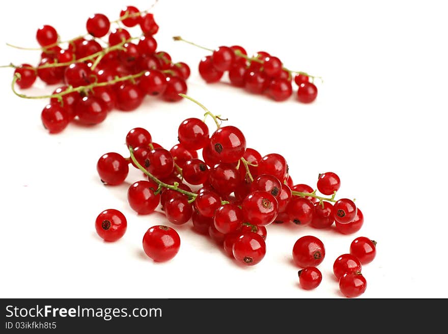 Twig of juicy red currant