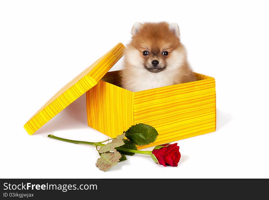 Sweet Pomeranian puppy present in gift box with red rose.