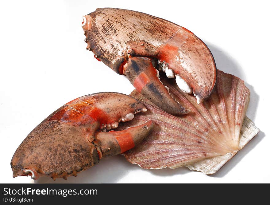 Shell and crab's claw isolated on white