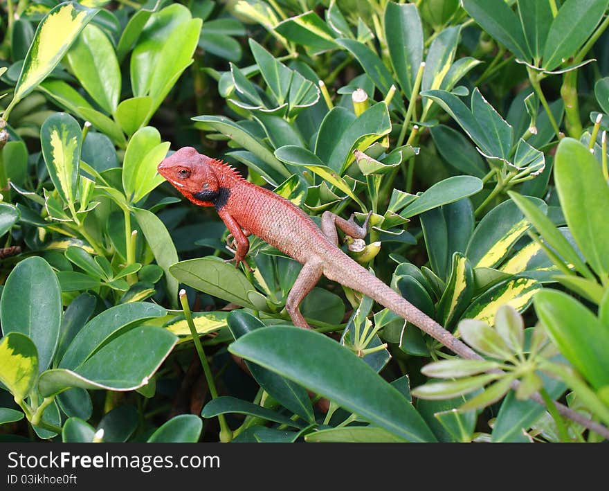 Lizard among leaf