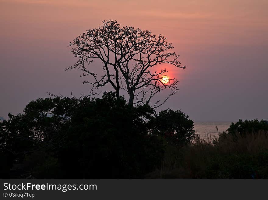 Sunset behind a lone tree