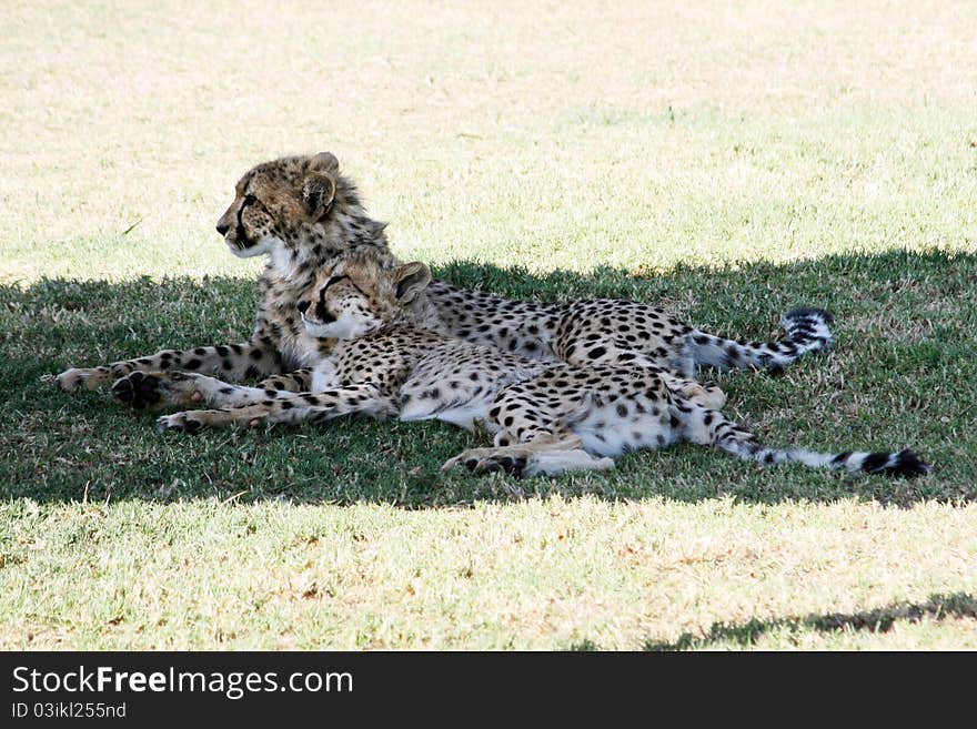 Two Cheetahs lying next to each other