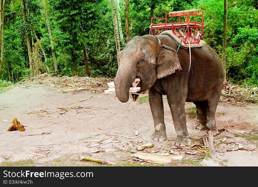 Elephant eating tree in jungle