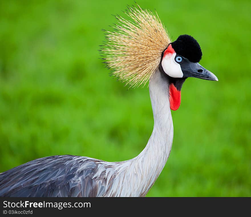 Crowned Crane on green grass