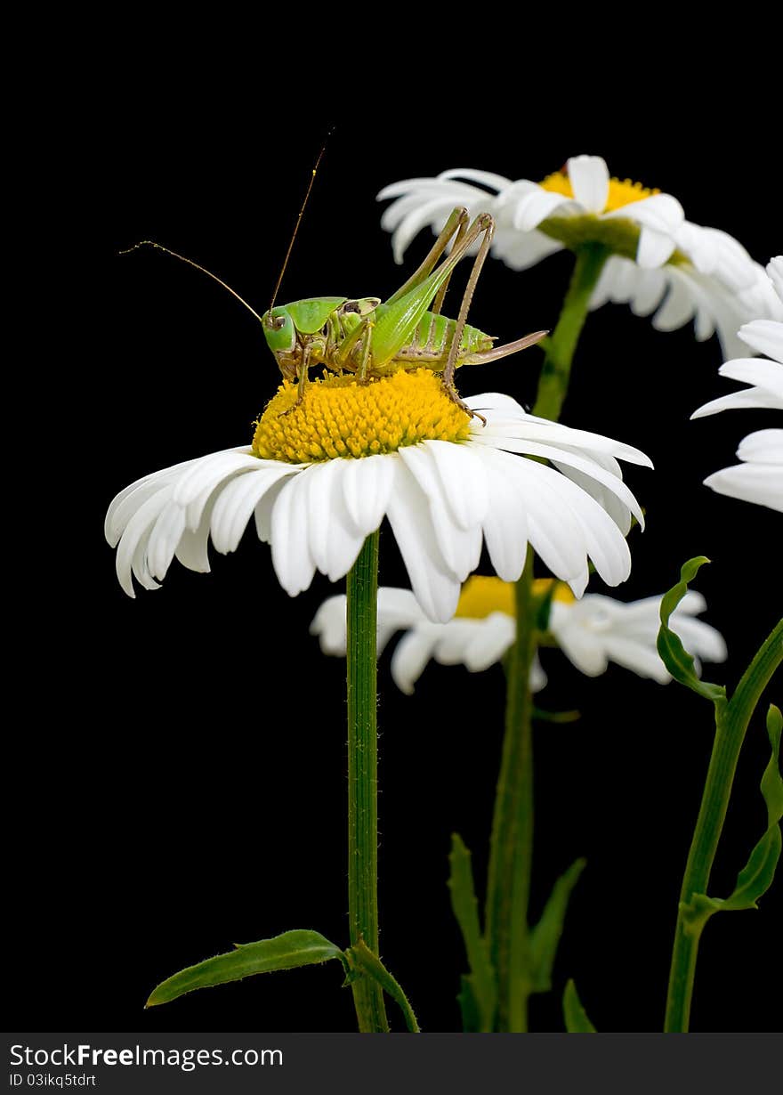 White daisies and green grasshopper