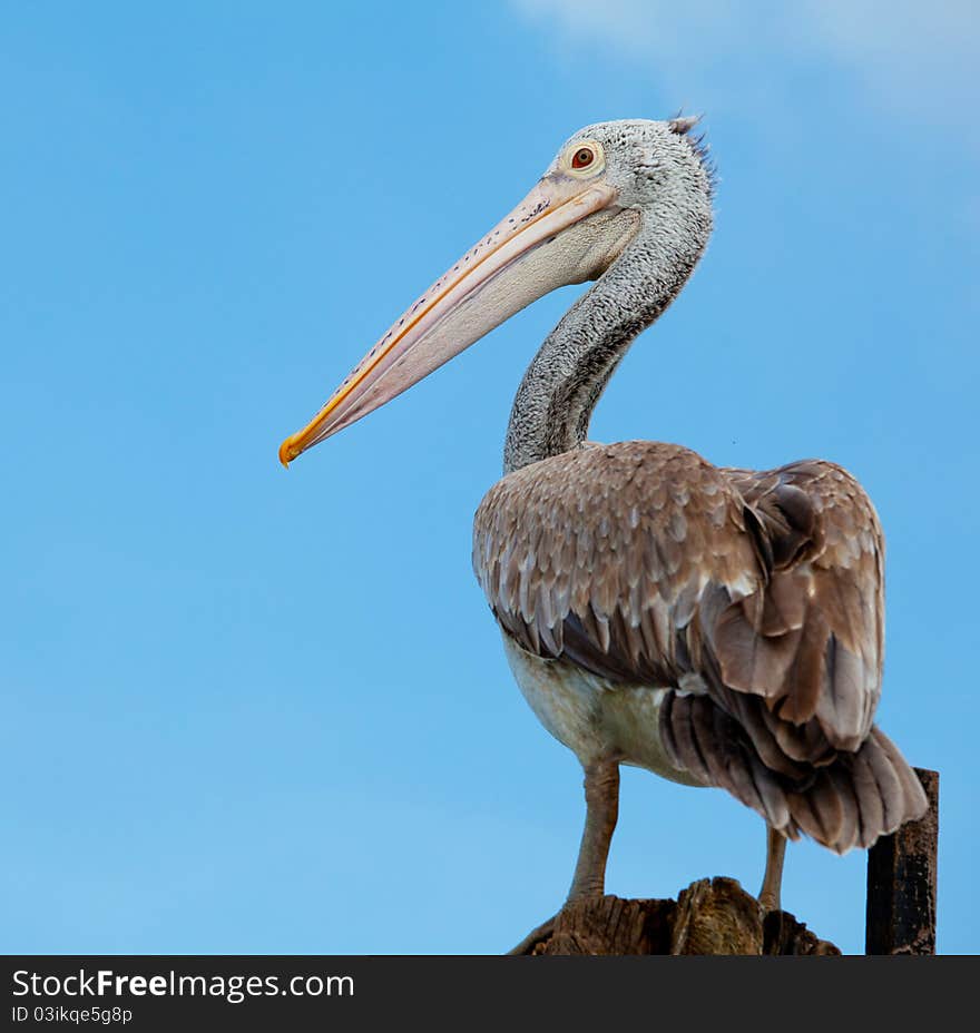 Pelican standing