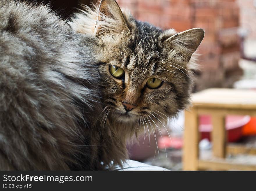 A brown family cat sitting on a chair. A brown family cat sitting on a chair