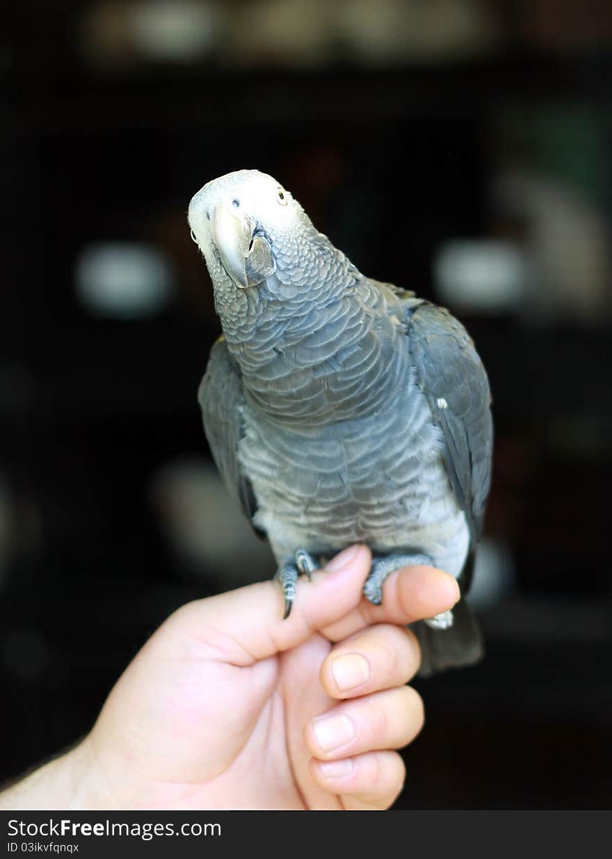 Gray Parrot