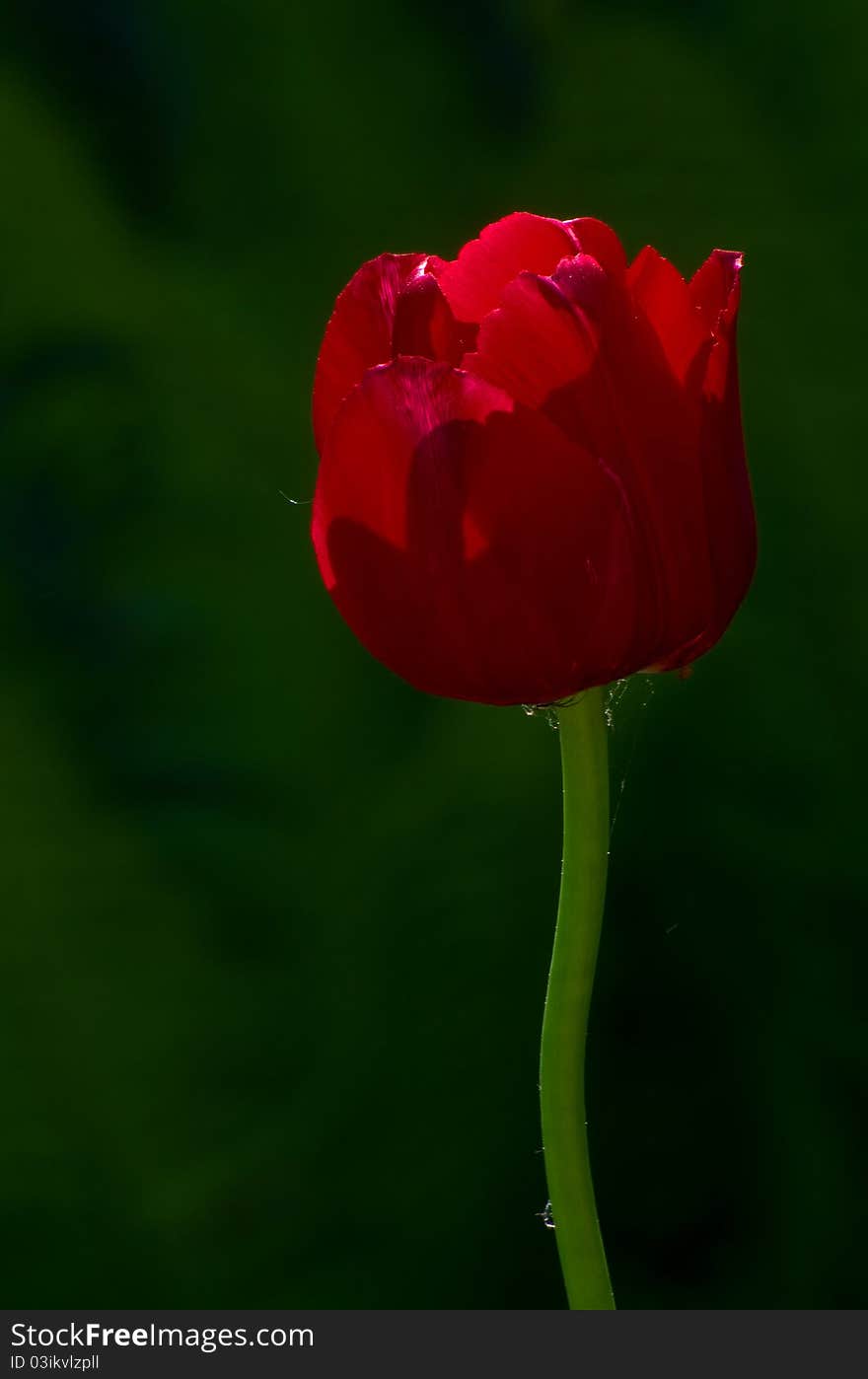 Tulip 2