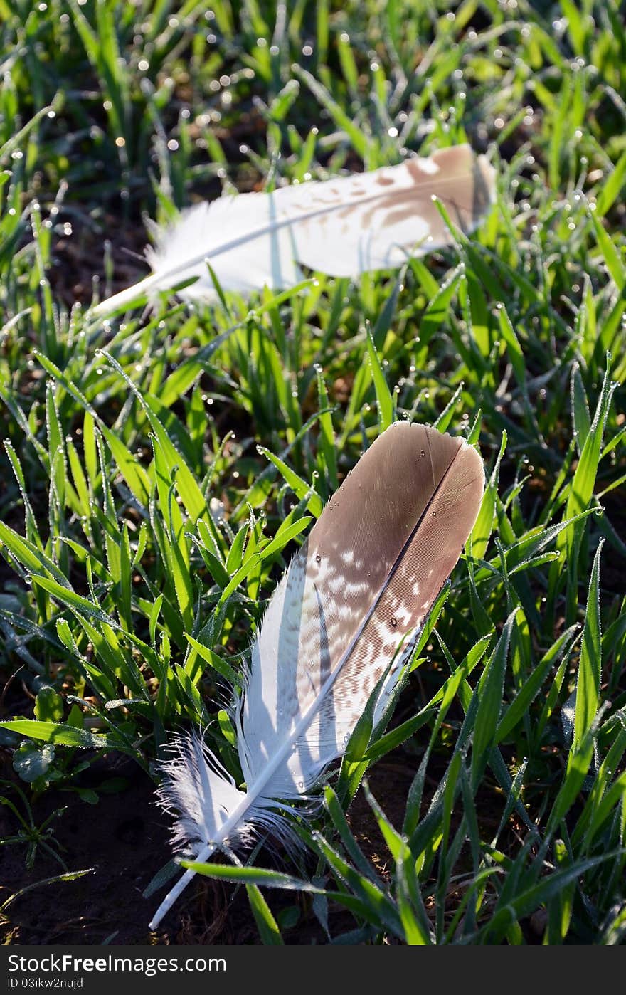 Seagulls feathers in the grass