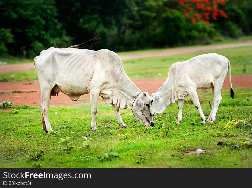 Two cow eating green grass. Two cow eating green grass