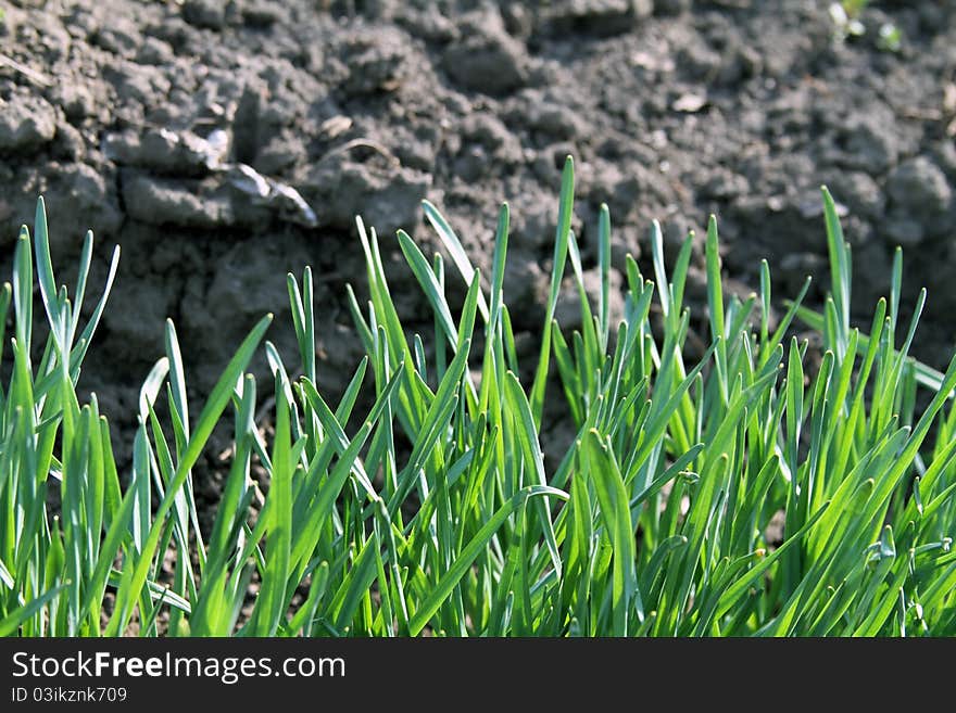 Grass on ground