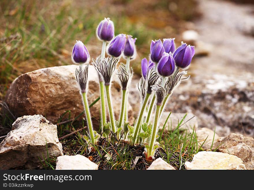 Purple Pulsatilla grandis on a rocky mountains of Crimea