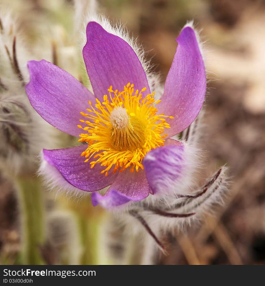 Purple Pulsatilla grandis on a rocky mountains of Crimea