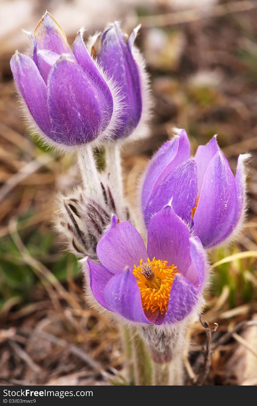 Purple Pulsatilla grandis on a rocky mountains of Crimea