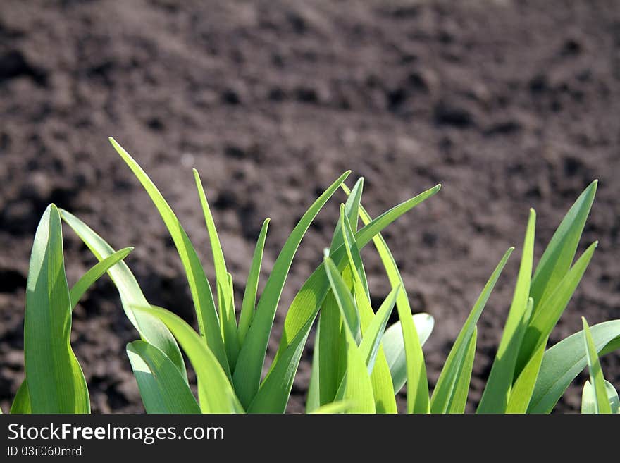 The leaves of green grass against the brown earth