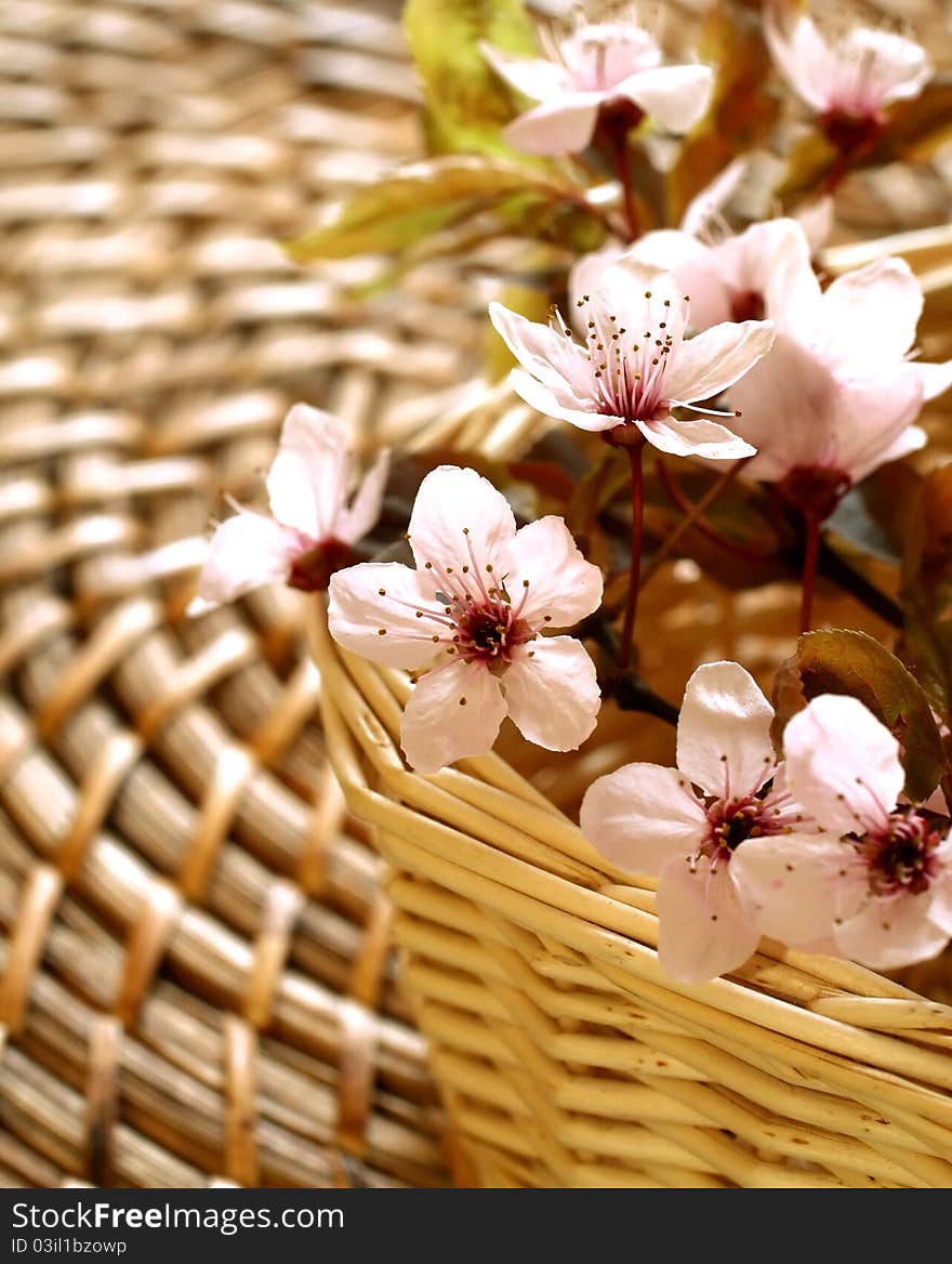 Cherry Blossom Branch On Wooden