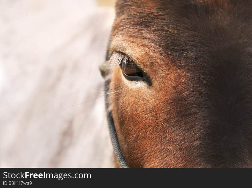 A front view of a brown horse's face with one eye showing, and beautiful long eyelashes. Copy space to the side. A front view of a brown horse's face with one eye showing, and beautiful long eyelashes. Copy space to the side.