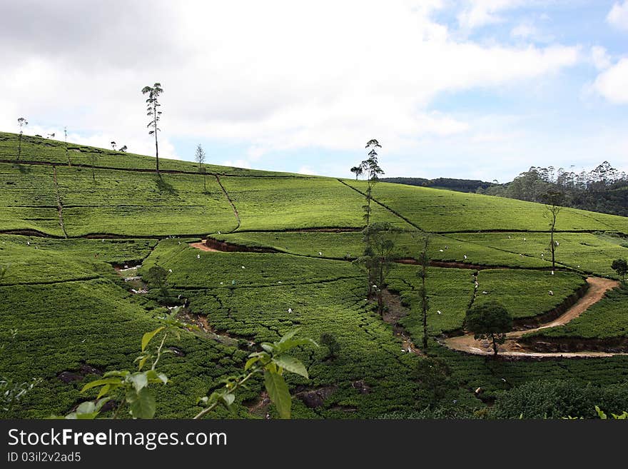 Tea Field