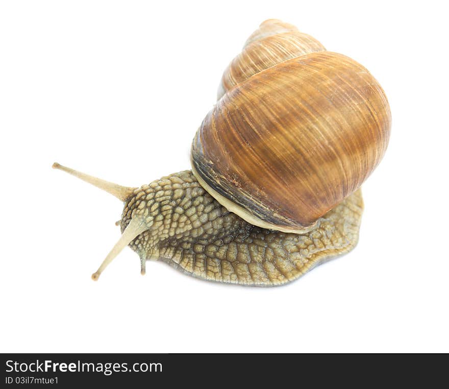 Garden snail on a white background