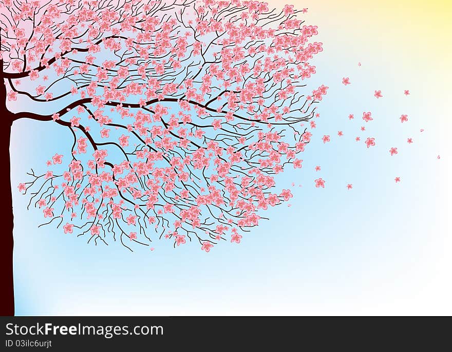 Illustration of sakura branches.Vector background. Illustration of sakura branches.Vector background