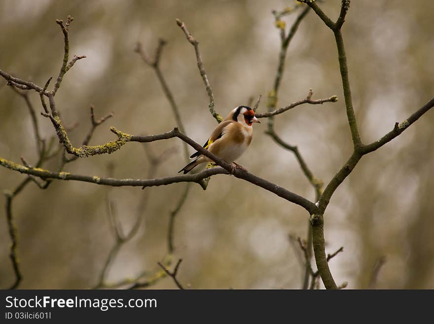 Goldfinch