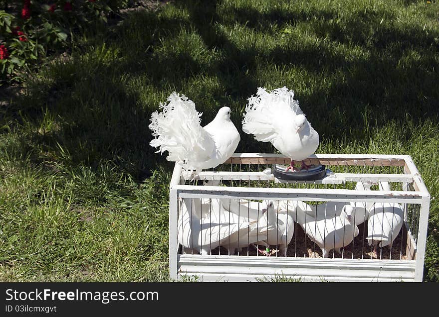 Two white doves from a cage