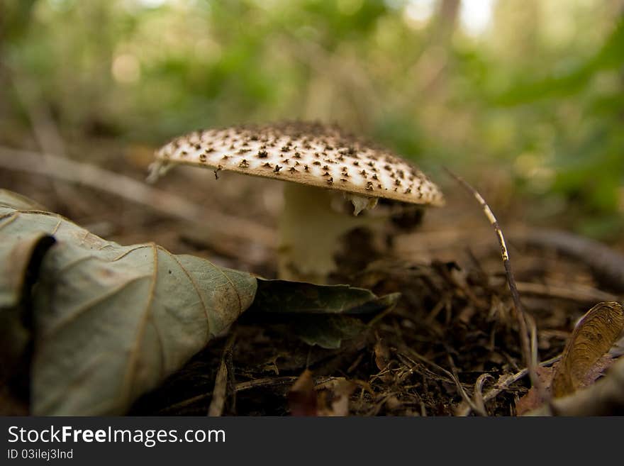 Mushroom