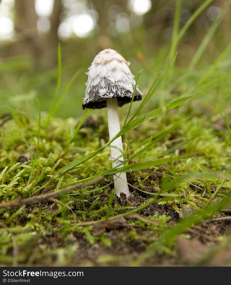 Shaggy Ink Cap