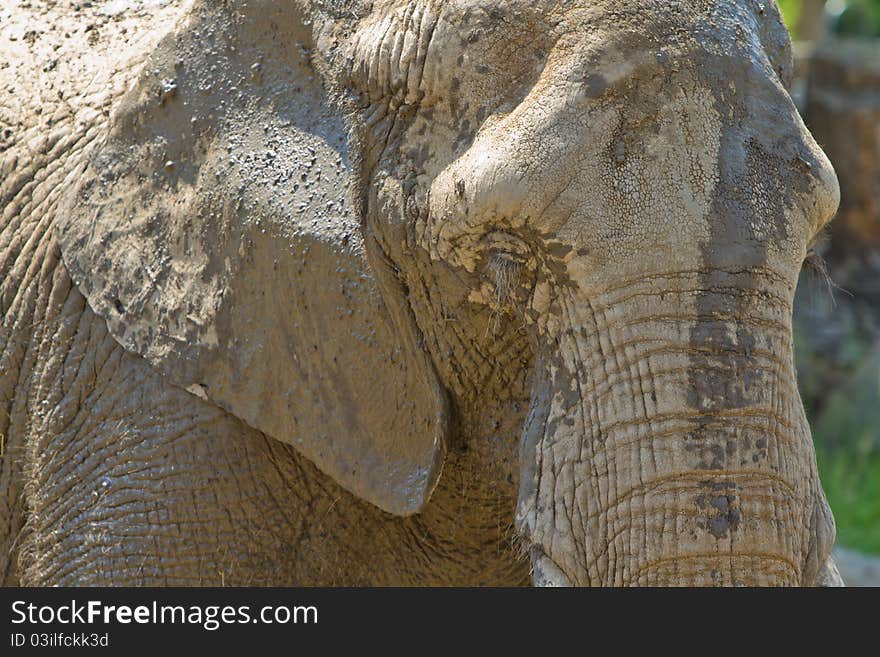 Elephant covered with mud from a mud bath. Elephant covered with mud from a mud bath